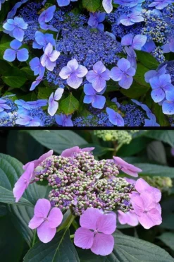 Blue Wave Lacecap Hydrangea - 3 Gallon Pot -Plants Sales Store hydrangea macrophylla blue wave 24