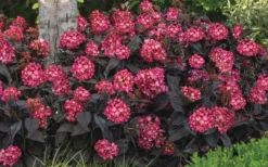 Eclipse Bigleaf Hydrangea - 3 Gallon Pot -Plants Sales Store hydrangea macrophylla eclipse 4