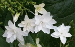 Fuji Waterfall Hydrangea - 1 Gallon Pot -Plants Sales Store hydrangea macrophylla fuji waterfall 2 1