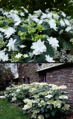 Fuji Waterfall Hydrangea - 1 Gallon Pot -Plants Sales Store hydrangea macrophylla fuji waterfall 4 1