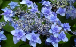 Izu No Hana Lacecap Hydrangea - 3 Gallon Pot -Plants Sales Store hydrangea macrophylla izu no ito 4