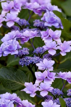 Izu No Hana Lacecap Hydrangea - 3 Gallon Pot -Plants Sales Store hydrangea macrophylla izu no ito 9