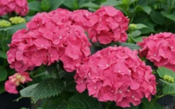 Let's Dance 'Big Band' Dwarf Hydrangea - 3 Gallon Pot -Plants Sales Store hydrangea macrophylla lets dance big band 1