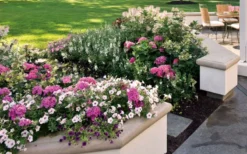 Let's Dance 'Big Band' Dwarf Hydrangea - 3 Gallon Pot -Plants Sales Store hydrangea macrophylla lets dance big band 3