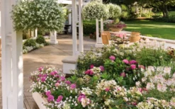 Let's Dance 'Big Band' Dwarf Hydrangea - 3 Gallon Pot -Plants Sales Store hydrangea macrophylla lets dance big band 4