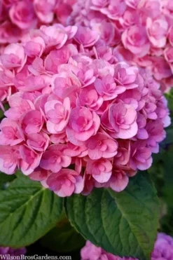 Love Hydrangea - 3 Gallon Pot 9 Love Hydrangea - 3 Gallon Pot -Plants Sales Store hydrangea macrophylla love 1