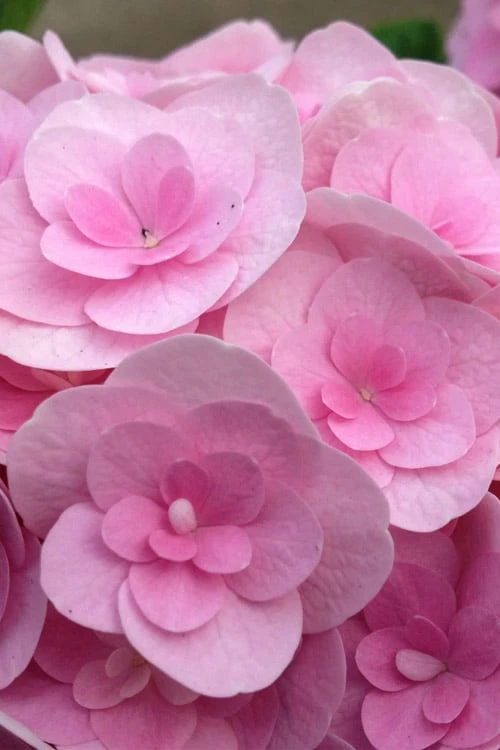 Love Hydrangea - 3 Gallon Pot 1 Love Hydrangea - 3 Gallon Pot