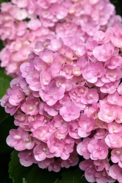 Love Hydrangea - 3 Gallon Pot 8 Love Hydrangea - 3 Gallon Pot -Plants Sales Store hydrangea macrophylla love 5
