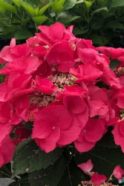 Cherry Explosion Hydrangea - 1 Gallon Pot -Plants Sales Store hydrangea macrophylla mckay cherry explosion 100 1
