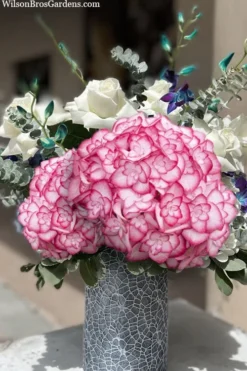 Miss Saori Hydrangea - 1 Gallon Pot 12 Miss Saori Hydrangea - 1 Gallon Pot -Plants Sales Store hydrangea macrophylla miss saori 20