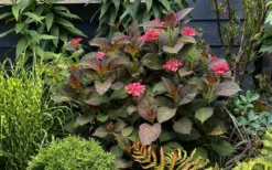 Miss Saori Hydrangea - 1 Gallon Pot 13 Miss Saori Hydrangea - 1 Gallon Pot -Plants Sales Store hydrangea macrophylla miss saori 9