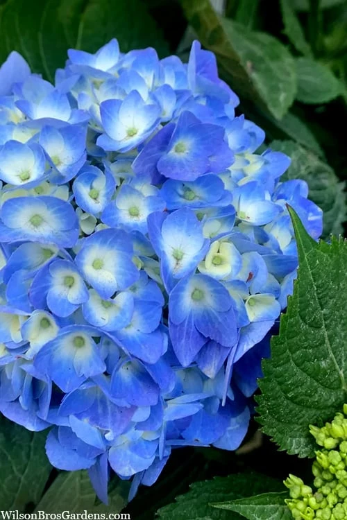 Nantucket Blue Hydrangea - 3 Gallon Pot 1 Nantucket Blue Hydrangea - 3 Gallon Pot