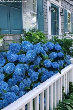 Nantucket Blue Hydrangea - 3 Gallon Pot 10 Nantucket Blue Hydrangea - 3 Gallon Pot -Plants Sales Store hydrangea macrophylla nantucket 2