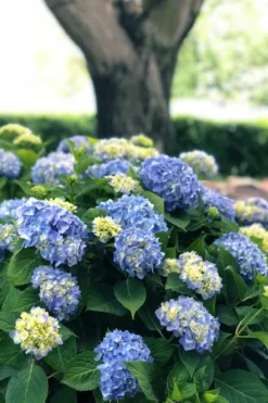 Nantucket Blue Hydrangea - 3 Gallon Pot 13 Nantucket Blue Hydrangea - 3 Gallon Pot -Plants Sales Store hydrangea macrophylla nantucket 3