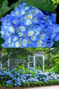 Nantucket Blue Hydrangea - 3 Gallon Pot 12 Nantucket Blue Hydrangea - 3 Gallon Pot -Plants Sales Store hydrangea macrophylla nantucket 4