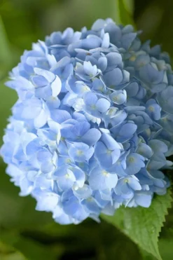 Penny Mac Hydrangea - 2 Gallon Pot -Plants Sales Store hydrangea macrophylla penny mac 21 2