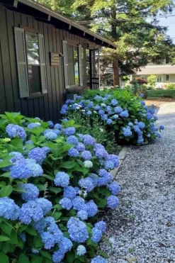 Penny Mac Hydrangea - 3 Gallon Pot -Plants Sales Store hydrangea macrophylla penny mac 23