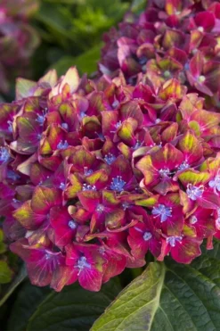 Pistachio Hydrangea - 3 Gallon Pot -Plants Sales Store hydrangea macrophylla pistachio 2