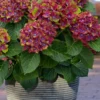 Pistachio Hydrangea - 5 Gallon Pot