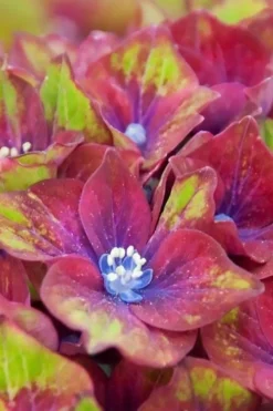 Pistachio Hydrangea - 5 Gallon Pot -Plants Sales Store hydrangea macrophylla pistachio 5 1
