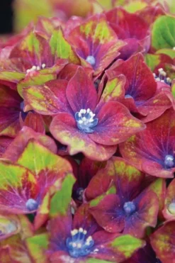Pistachio Hydrangea - 3 Gallon Pot -Plants Sales Store hydrangea macrophylla pistachio 6