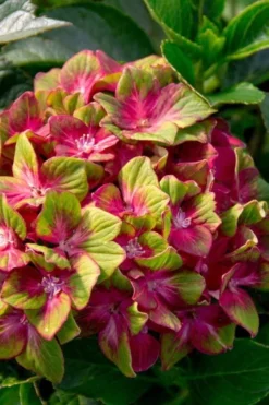 Pistachio Hydrangea - 3 Gallon Pot -Plants Sales Store hydrangea macrophylla pistachio 7