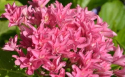 Princess Diana Hydrangea - 3 Gallon Pot 15 Princess Diana Hydrangea - 3 Gallon Pot -Plants Sales Store hydrangea macrophylla princess diana 1