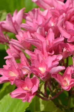 Princess Diana Hydrangea - 3 Gallon Pot 16 Princess Diana Hydrangea - 3 Gallon Pot -Plants Sales Store hydrangea macrophylla princess diana 3