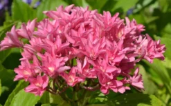 Princess Diana Hydrangea - 3 Gallon Pot 14 Princess Diana Hydrangea - 3 Gallon Pot -Plants Sales Store hydrangea macrophylla princess diana 5