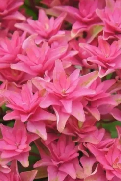 Princess Diana Hydrangea - 3 Gallon Pot 17 Princess Diana Hydrangea - 3 Gallon Pot -Plants Sales Store hydrangea macrophylla princess diana 6