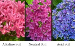 Princess Diana Hydrangea - 3 Gallon Pot 12 Princess Diana Hydrangea - 3 Gallon Pot -Plants Sales Store hydrangea macrophylla princess diana 8