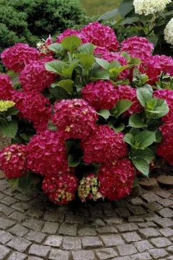 Red Sensation Hydrangea - 3 Gallon Pot -Plants Sales Store hydrangea macrophylla red sensation 2