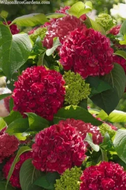 Red Sensation Hydrangea - 3 Gallon Pot