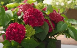 Red Sensation Hydrangea - 3 Gallon Pot -Plants Sales Store hydrangea macrophylla red sensation 6