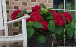 Red Sensation Hydrangea - 3 Gallon Pot -Plants Sales Store hydrangea macrophylla red sensation 7