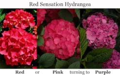 Red Sensation Hydrangea - 3 Gallon Pot -Plants Sales Store hydrangea macrophylla red sensation 8
