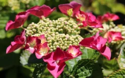 Teller Red Hydrangea - 1 Gallon Pot -Plants Sales Store hydrangea macrophylla teller red 3