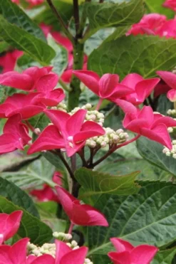 Teller Red Hydrangea - 1 Gallon Pot -Plants Sales Store hydrangea macrophylla teller red 4