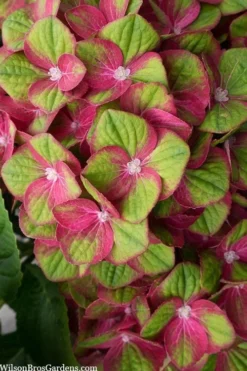 Tilt-A-Swirl Hydrangea - 3 Gallon Pot -Plants Sales Store hydrangea macrophylla tilt a swirl 5