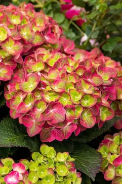 Tilt-A-Swirl Hydrangea - 3 Gallon Pot -Plants Sales Store hydrangea macrophylla tilt a swirl 7