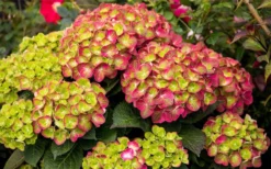 Tilt-A-Swirl Hydrangea - 3 Gallon Pot -Plants Sales Store hydrangea macrophylla tilt a swirl 8