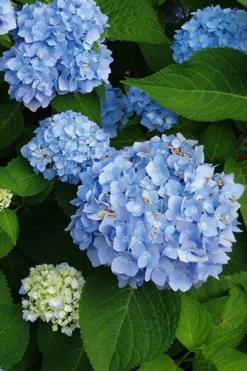 Mini Penny Hydrangea - 1 Gallon Pot -Plants Sales Store hydrangea mini penny 500x750202 1