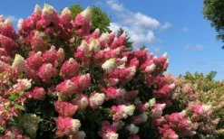Berry White Panicle Hydrangea - 3 Gallon Pot -Plants Sales Store hydrangea paniculata berry white 4