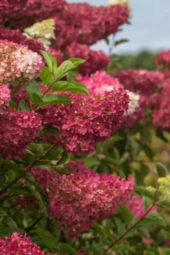 Berry White Panicle Hydrangea - 3 Gallon Pot -Plants Sales Store hydrangea paniculata berry white 5