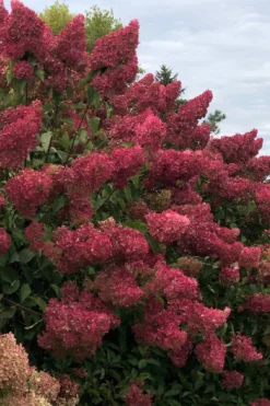 Berry White Panicle Hydrangea - 3 Gallon Pot -Plants Sales Store hydrangea paniculata berry white 7