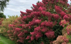 Berry White Panicle Hydrangea - 3 Gallon Pot -Plants Sales Store hydrangea paniculata berry white 8