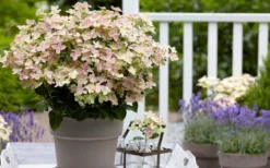 Early Evolution Hydrangea - 1 Gallon Pot -Plants Sales Store hydrangea paniculata early evolution 2