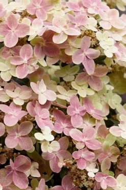 Early Evolution Hydrangea - 1 Gallon Pot -Plants Sales Store hydrangea paniculata early evolution 3