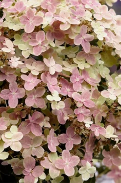 Early Evolution Hydrangea - 1 Gallon Pot -Plants Sales Store hydrangea paniculata early evolution 4