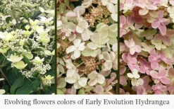 Early Evolution Hydrangea - 1 Gallon Pot -Plants Sales Store hydrangea paniculata early evolution 5